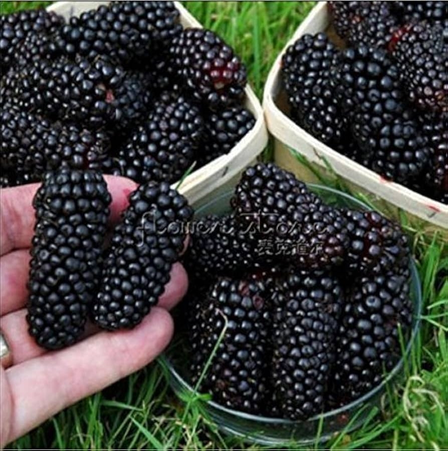 blackberry fruit pictures