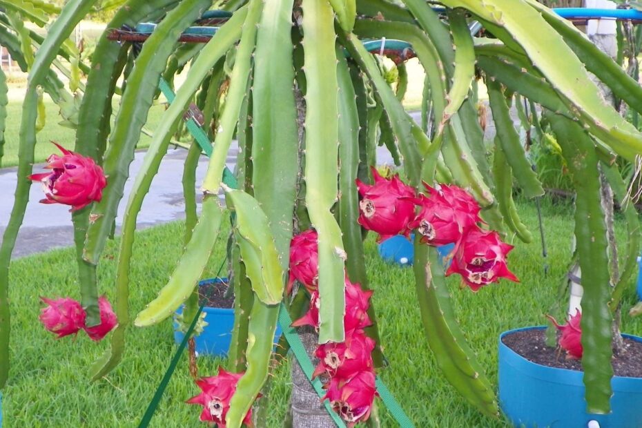 Amazon Dragon Fruit Tree Live Plant In A 4 Inch Pot