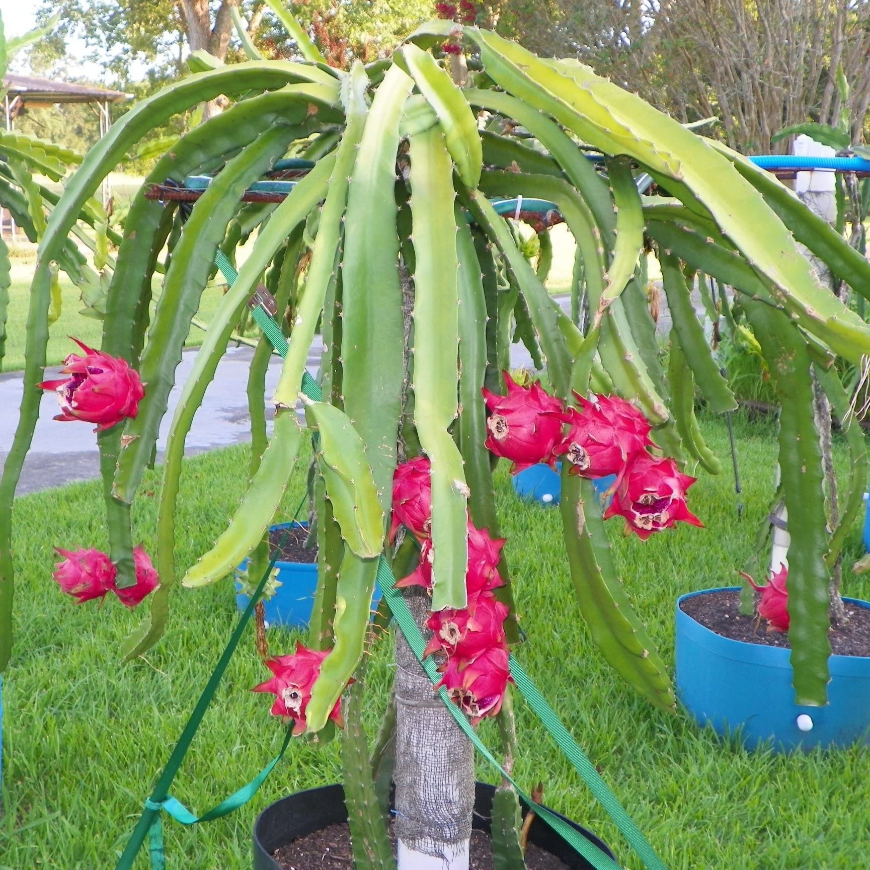 Amazon Dragon Fruit Tree Live Plant In A 4 Inch Pot 