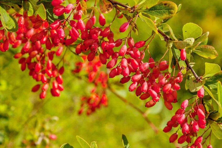 Amazon European Barberry Seeds Berberis Vulgaris Perennial Edible Attracts Butterflies Fruit U0026 Berries Borders Slopes Hedges Outdoor 10Pcs