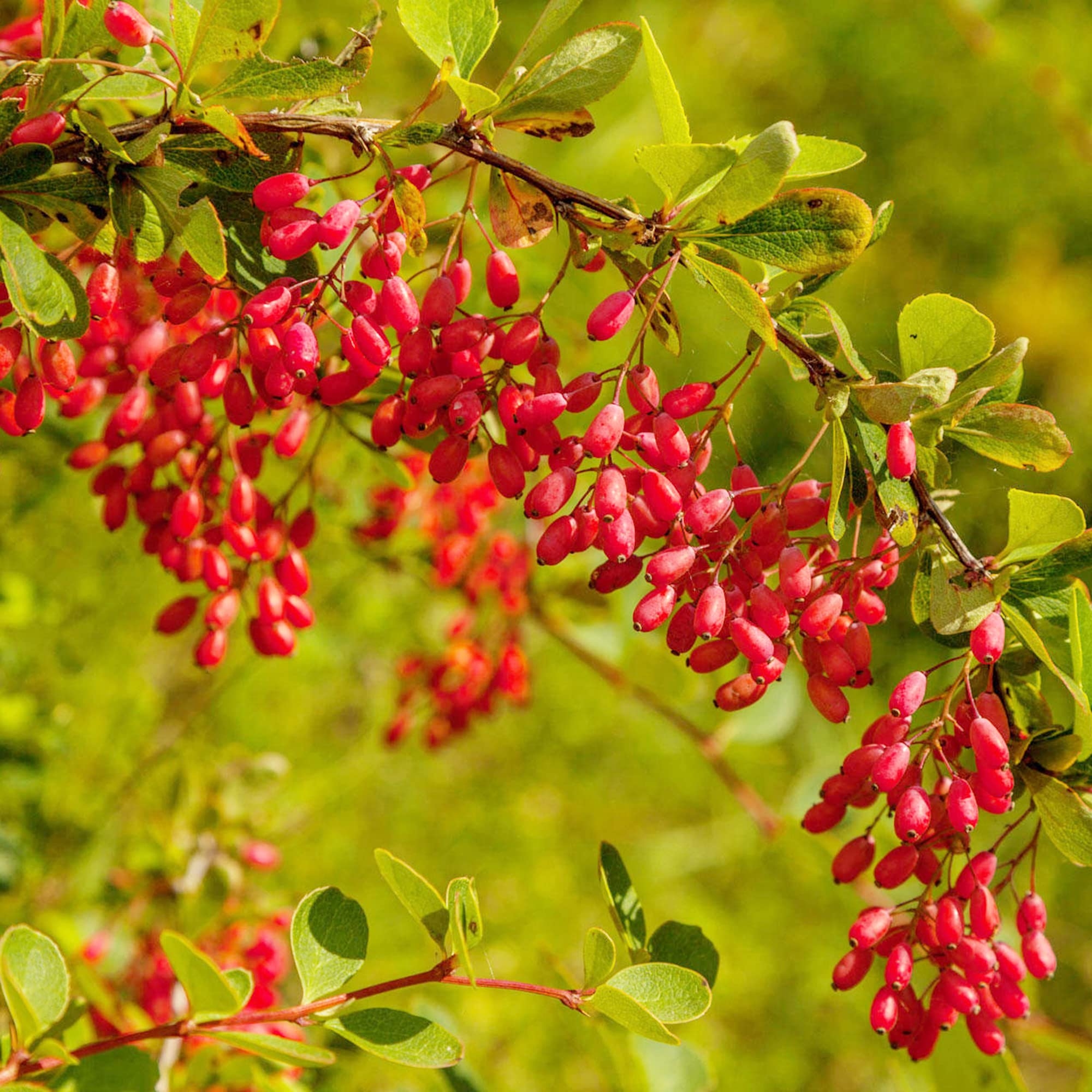 Amazon European Barberry Seeds Berberis Vulgaris Perennial Edible Attracts Butterflies Fruit U0026 Berries Borders Slopes Hedges Outdoor 10Pcs 