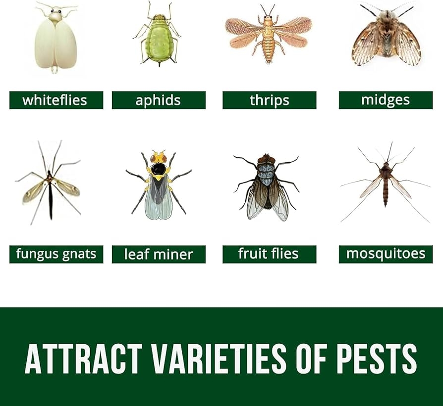 fruit fly vs gnat pictures