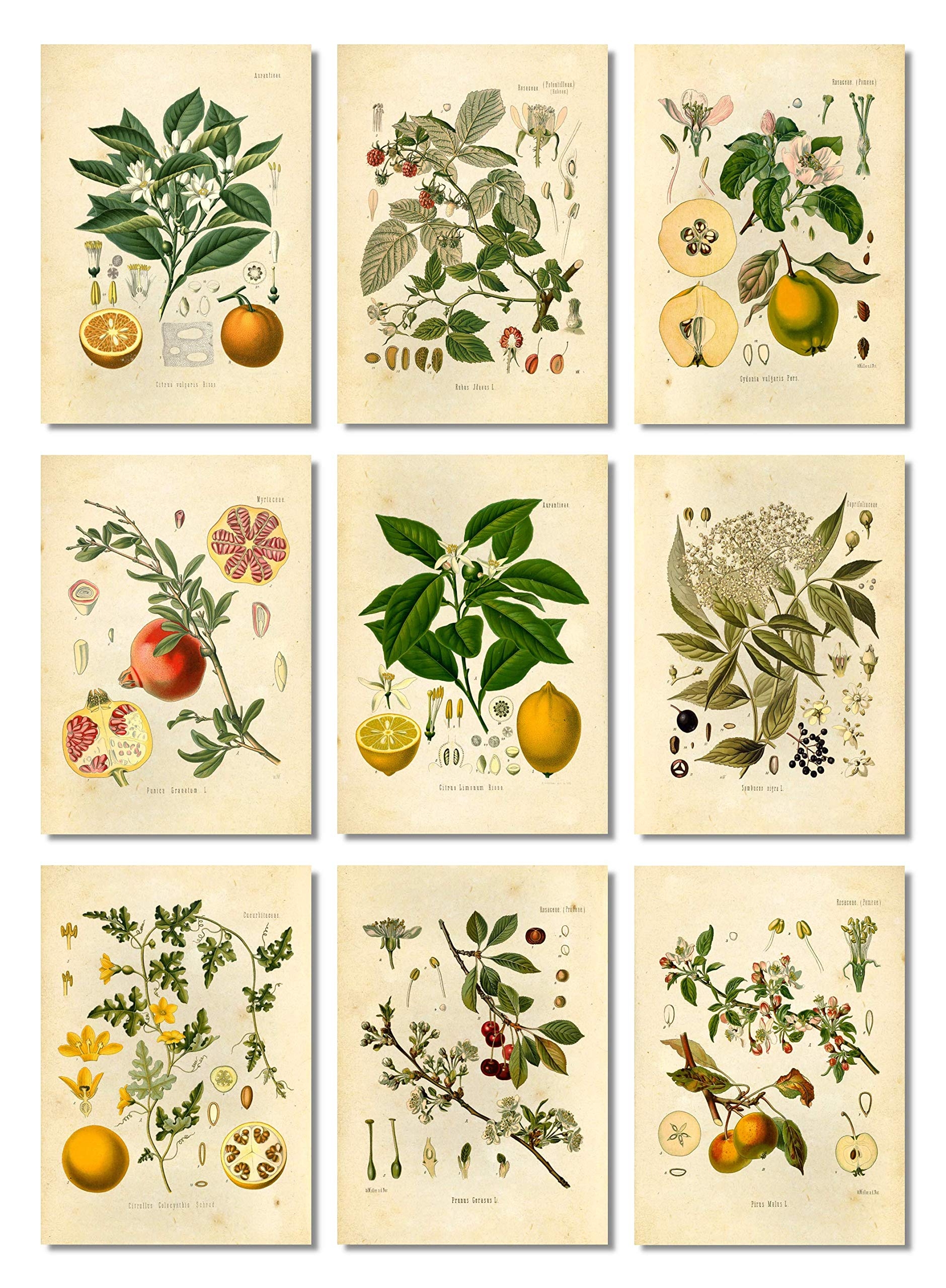vintage fruit pictures