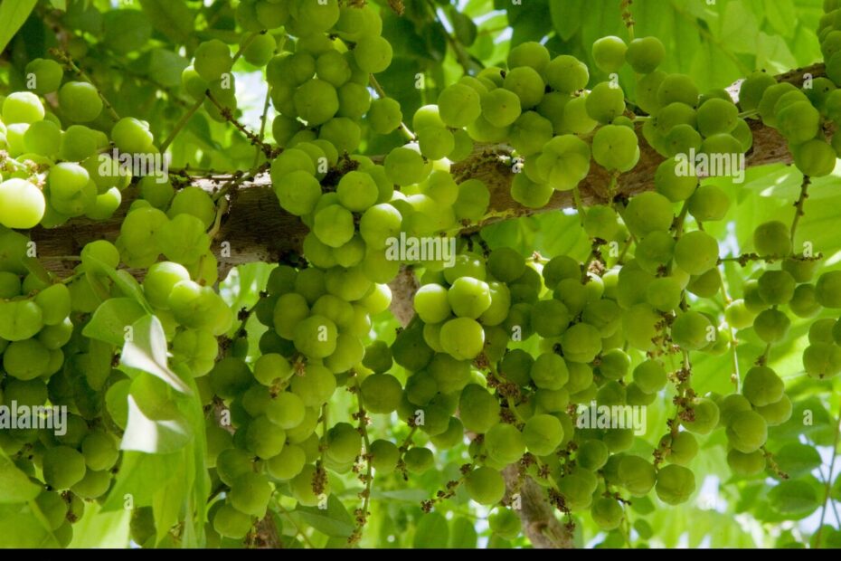 Amla Fruit Known As Indian Gooseberry Being One Of The Most Healthy Fruit Of India Seen Here Growing Successfully On Its Tree Stock Photo Alamy