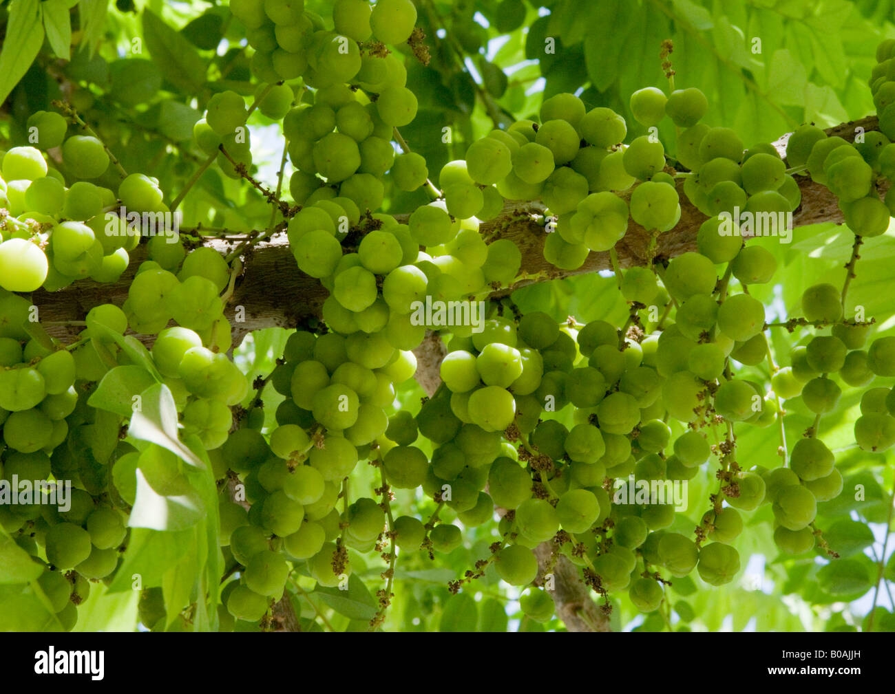 Amla Fruit Known As Indian Gooseberry Being One Of The Most Healthy Fruit Of India Seen Here Growing Successfully On Its Tree Stock Photo Alamy