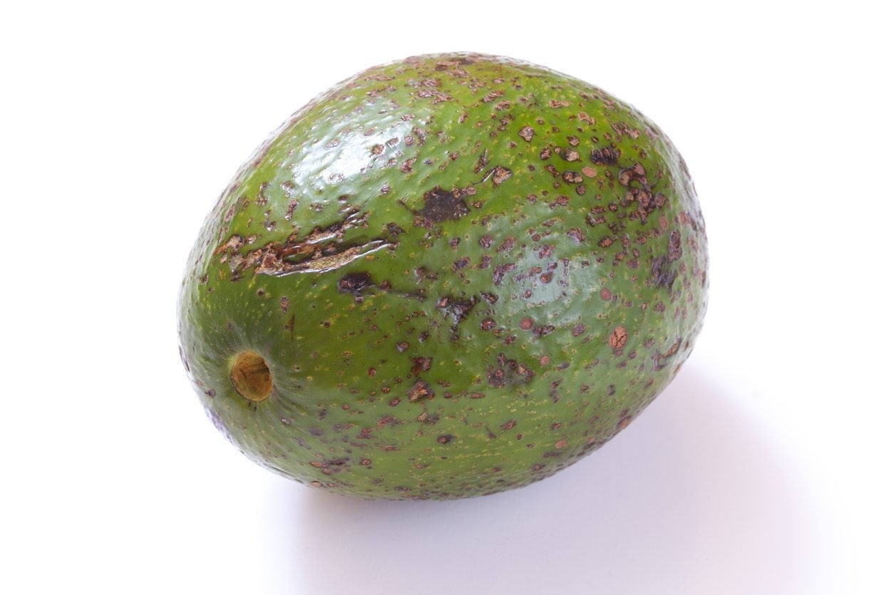 Anthracnose Symptoms In Avocado Treating Anthracnose On Avocado Trees Gardening Know How