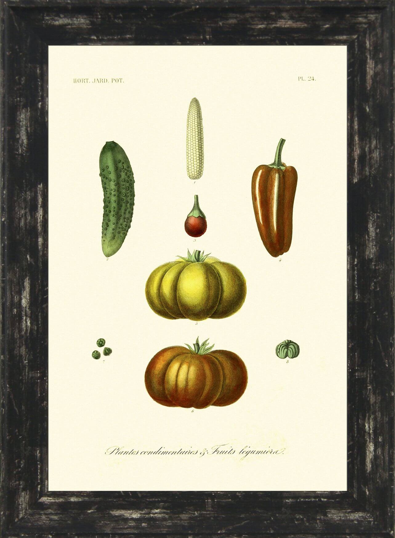 Antique Fruit U0026 Vegetables I Camelot Pictures
