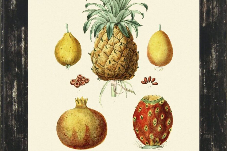 Antique Fruit U0026 Vegetables III Camelot Pictures