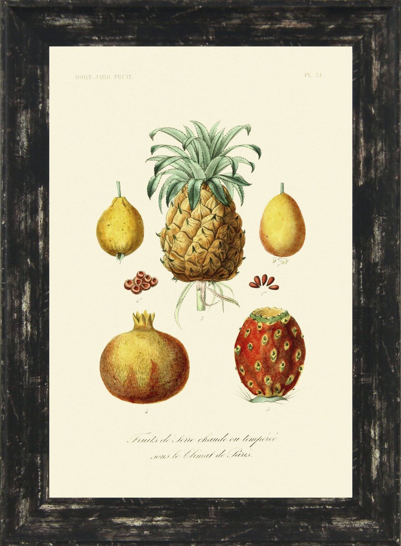 Antique Fruit U0026 Vegetables III Camelot Pictures