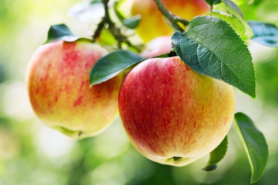 Apple Description Cultivation Domestication Varieties Uses Nutrition U0026 Facts Britannica