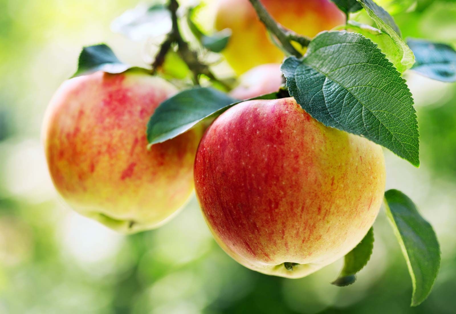Apple Description Cultivation Domestication Varieties Uses Nutrition U0026 Facts Britannica