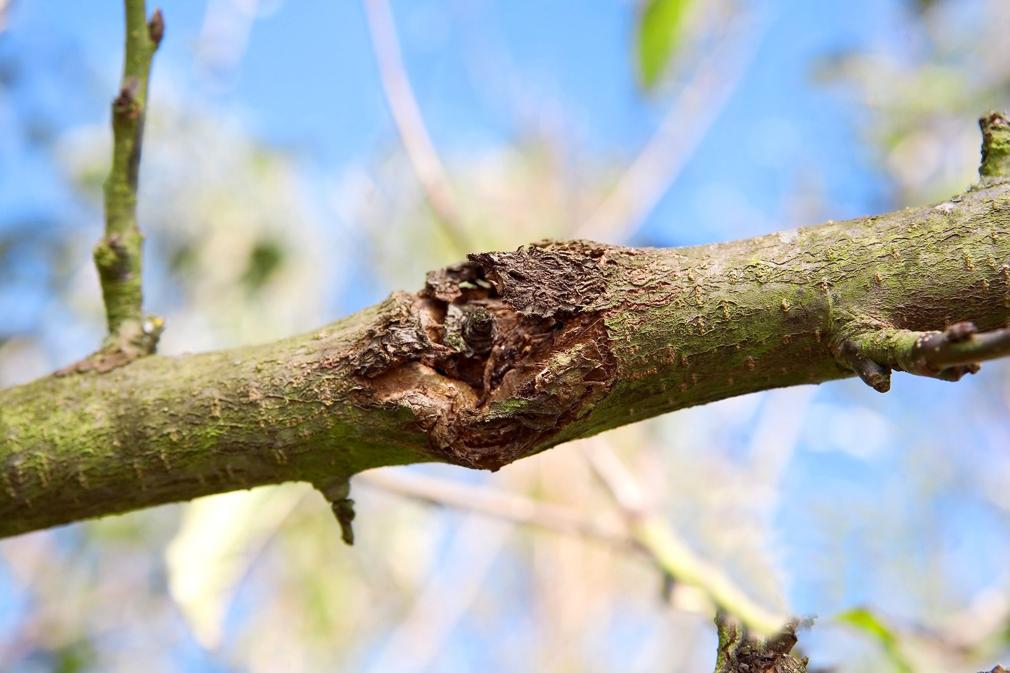 Apple Tree Diseases How To Identify And Treat Common Diseases 