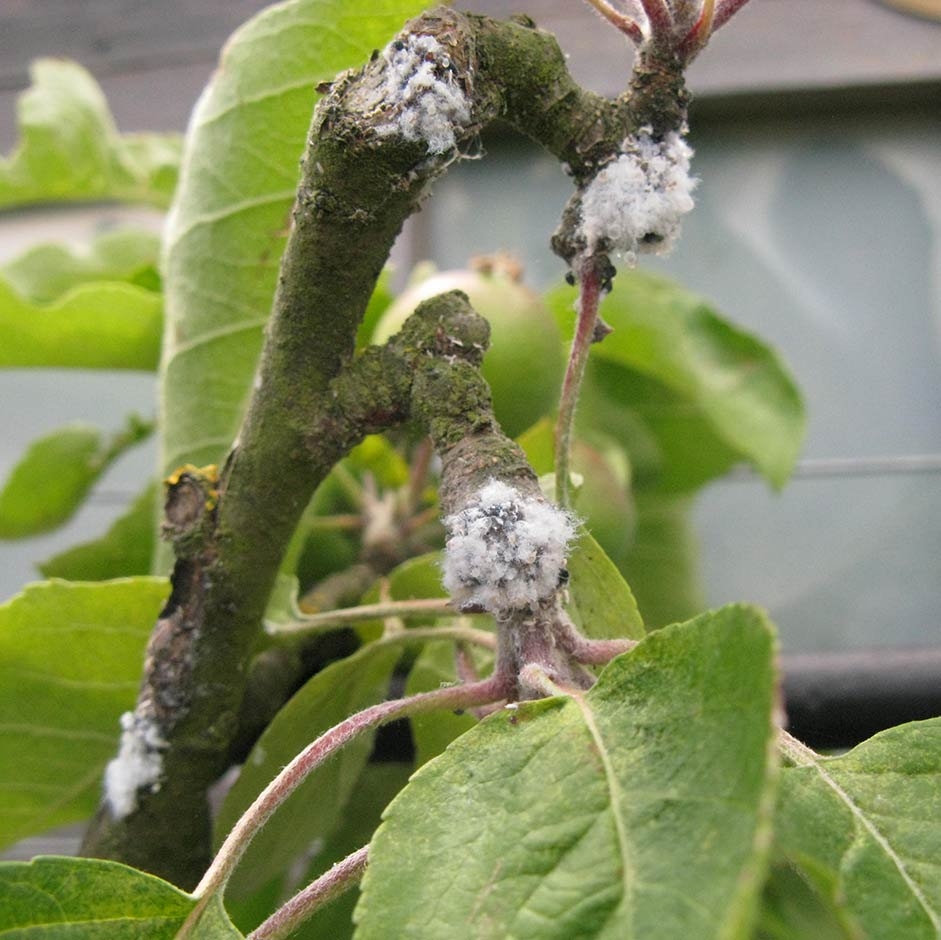 Apple Tree Problems Frequently Asked Questions RHS Gardening
