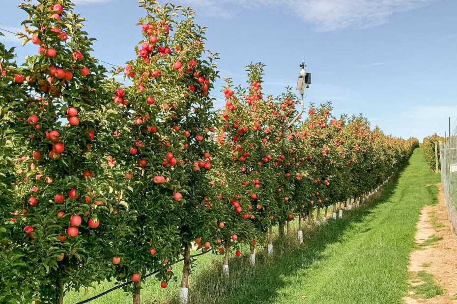 Apple Varieties Oakwood Fruit Farm