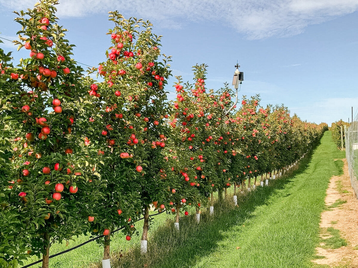 Apple Varieties Oakwood Fruit Farm