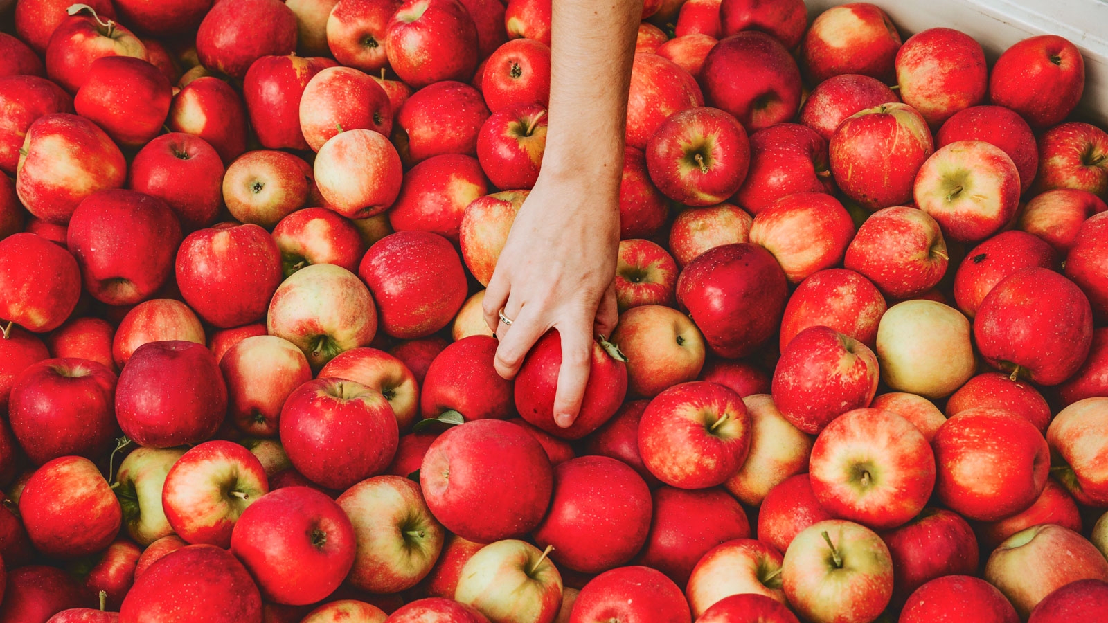 Apples Of Our Eye A Love Letter To Cornell s Fabulous Fruit 