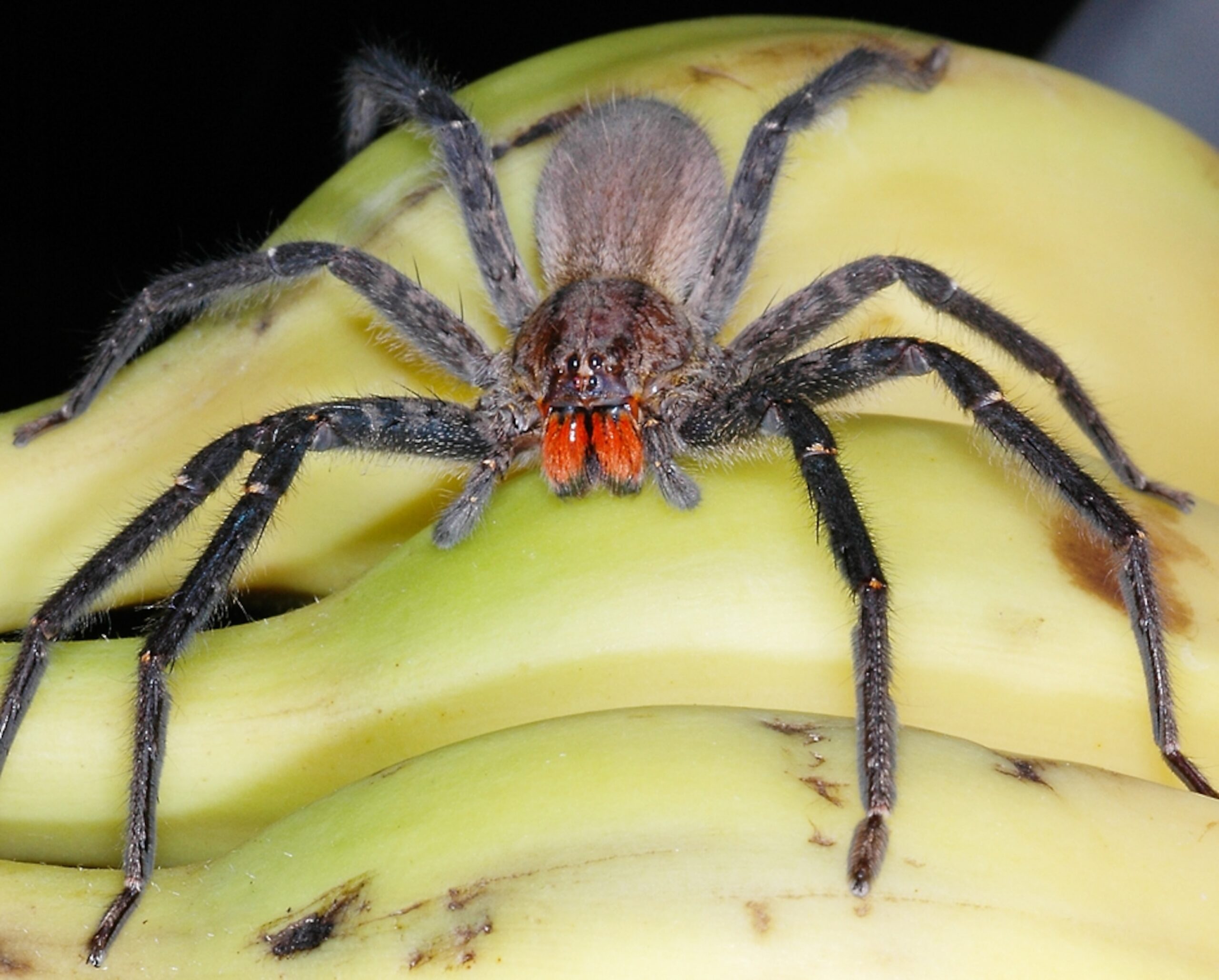 Are Dangerous Spiders Hiding In Your Fruit National Geographic