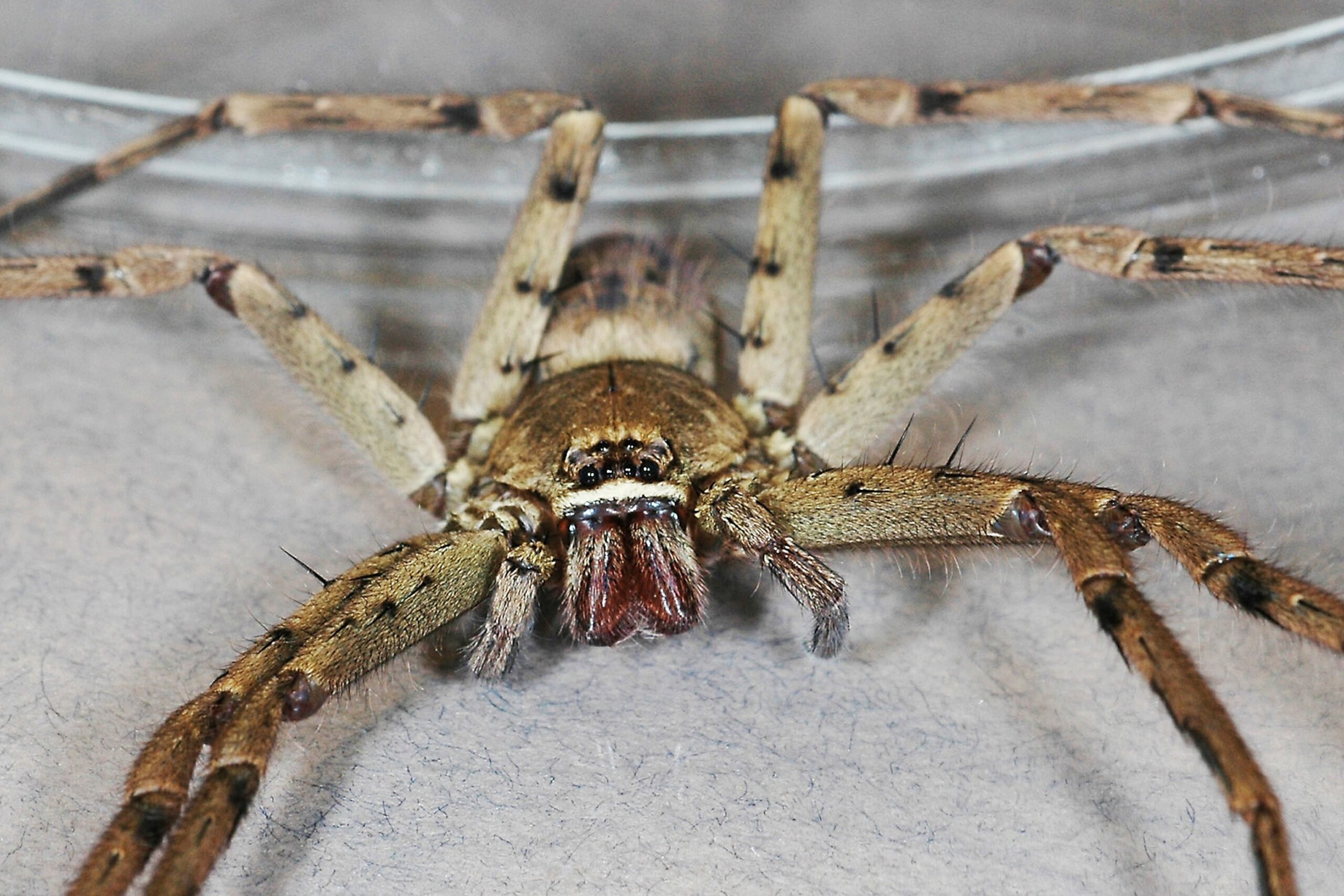 Are Dangerous Spiders Hiding In Your Fruit National Geographic