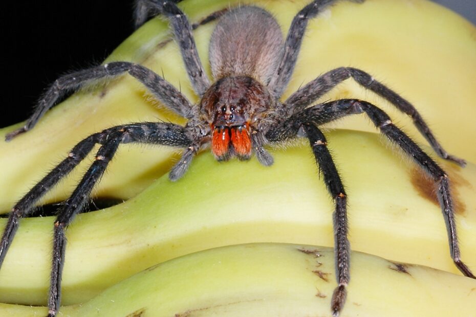 Are Dangerous Spiders Hiding In Your Fruit National Geographic