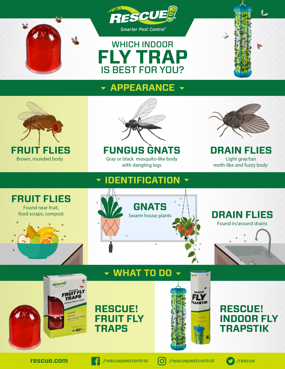 pictures of fruit flies and gnats