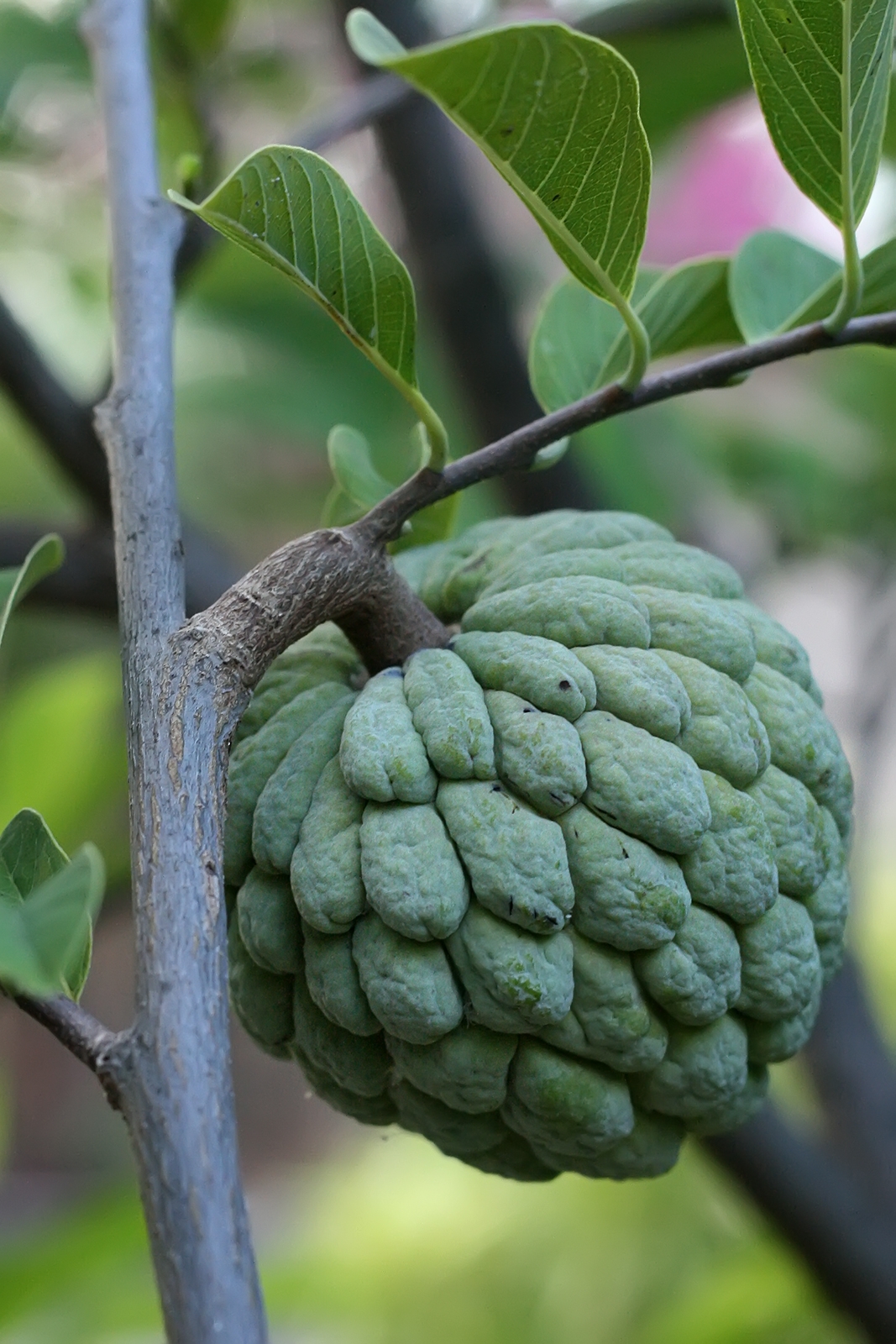 Atis Wikipedia