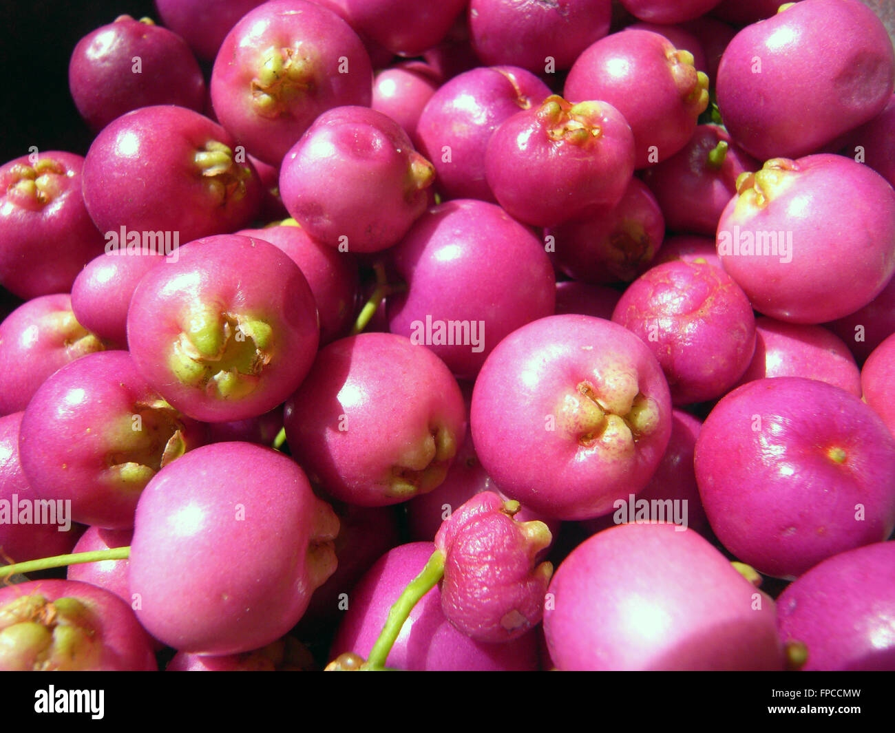australian fruits names with pictures