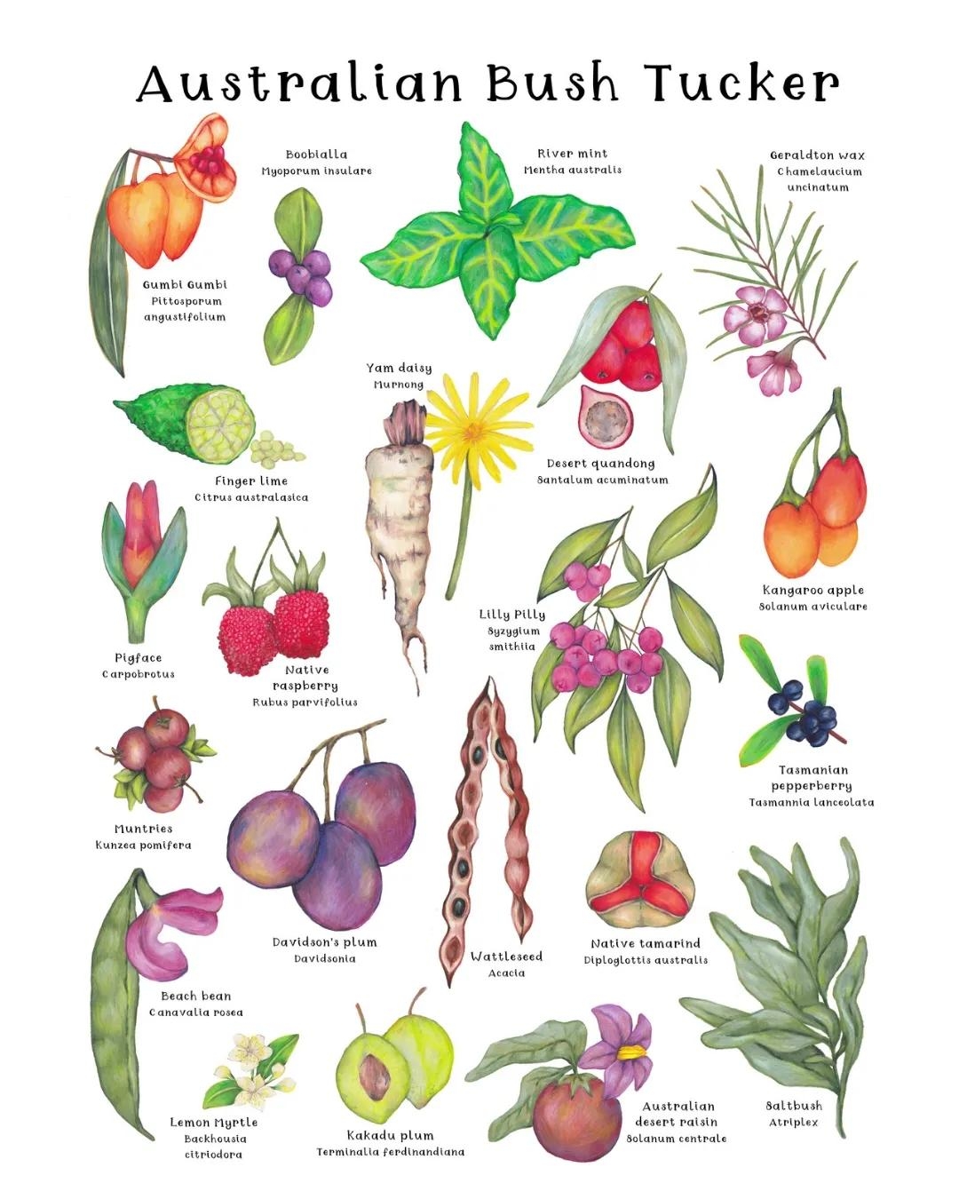 Australian Native Bush Tucker Print A3 Oz Tukka Australia