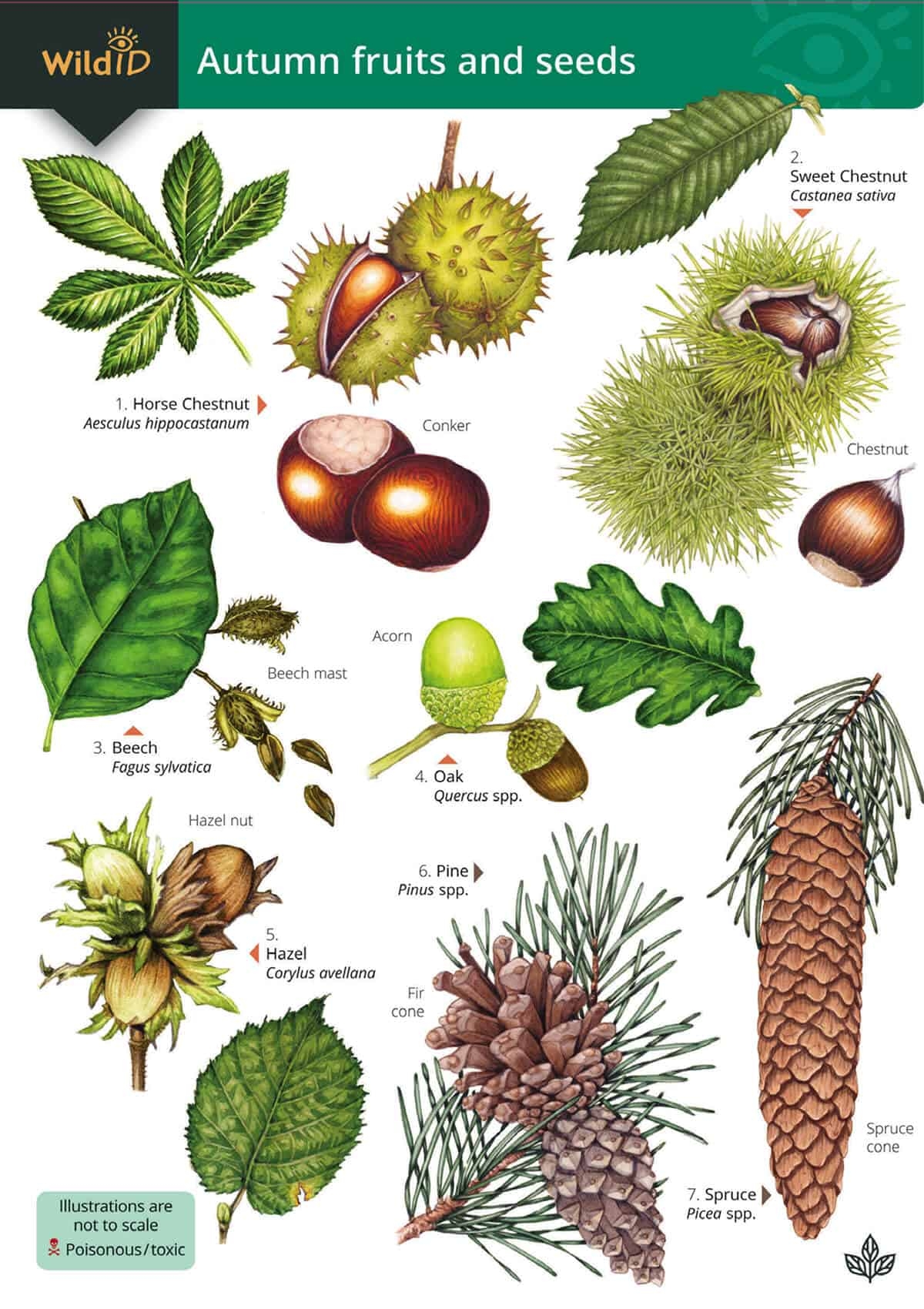 Autumn Fruits And Seeds Field Studies Council