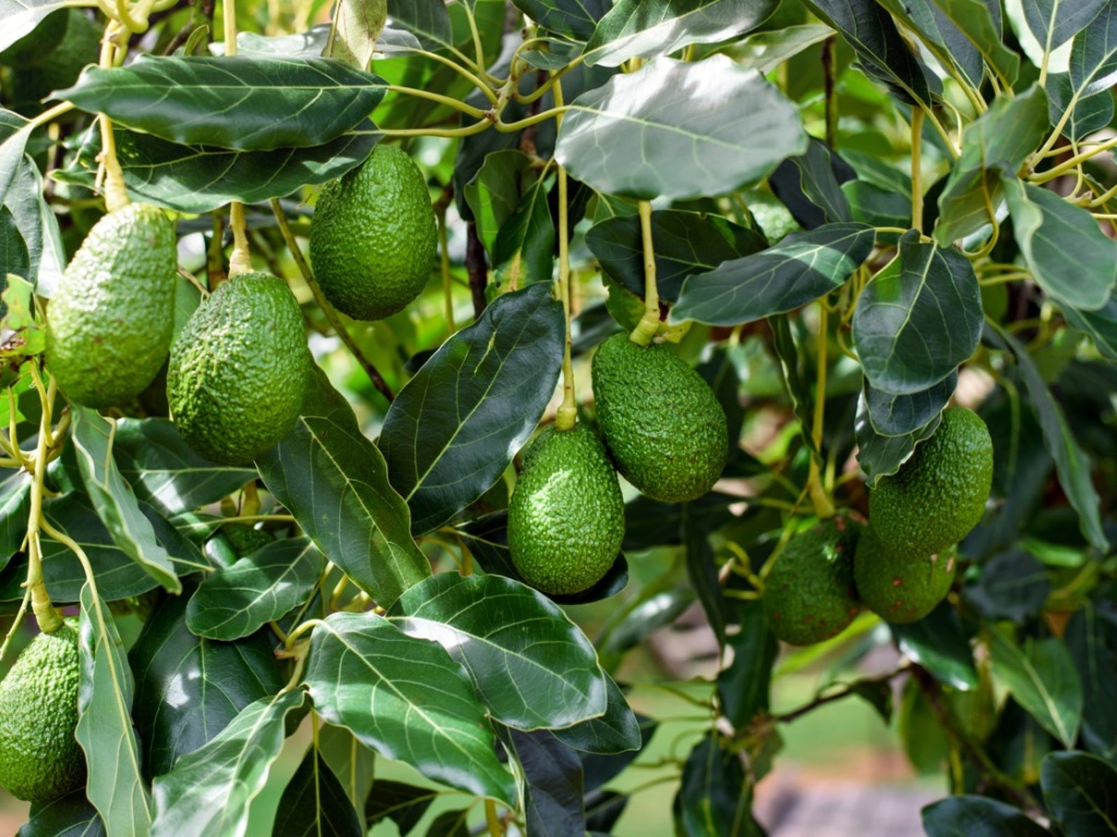 Avocado Information Planting Avocado Trees And Avocado Tree Care Gardening Know How