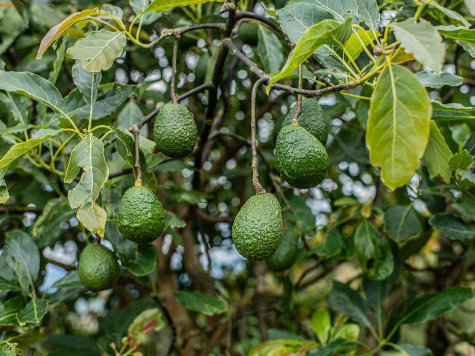 Avocado Powdery Mildew How To Treat Powdery Mildew On Avocado Trees Gardening Know How
