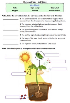 Back to School Life Science Activities Puzzles And Worksheets 