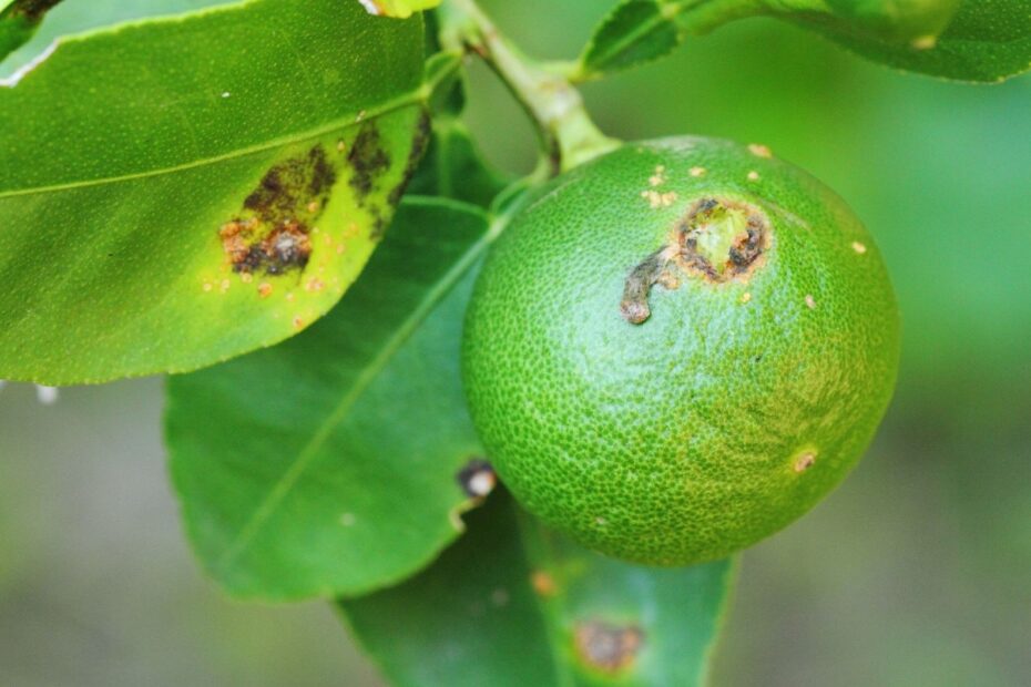 Bacterial Citrus Diseases Identification And Control Wikifarmer