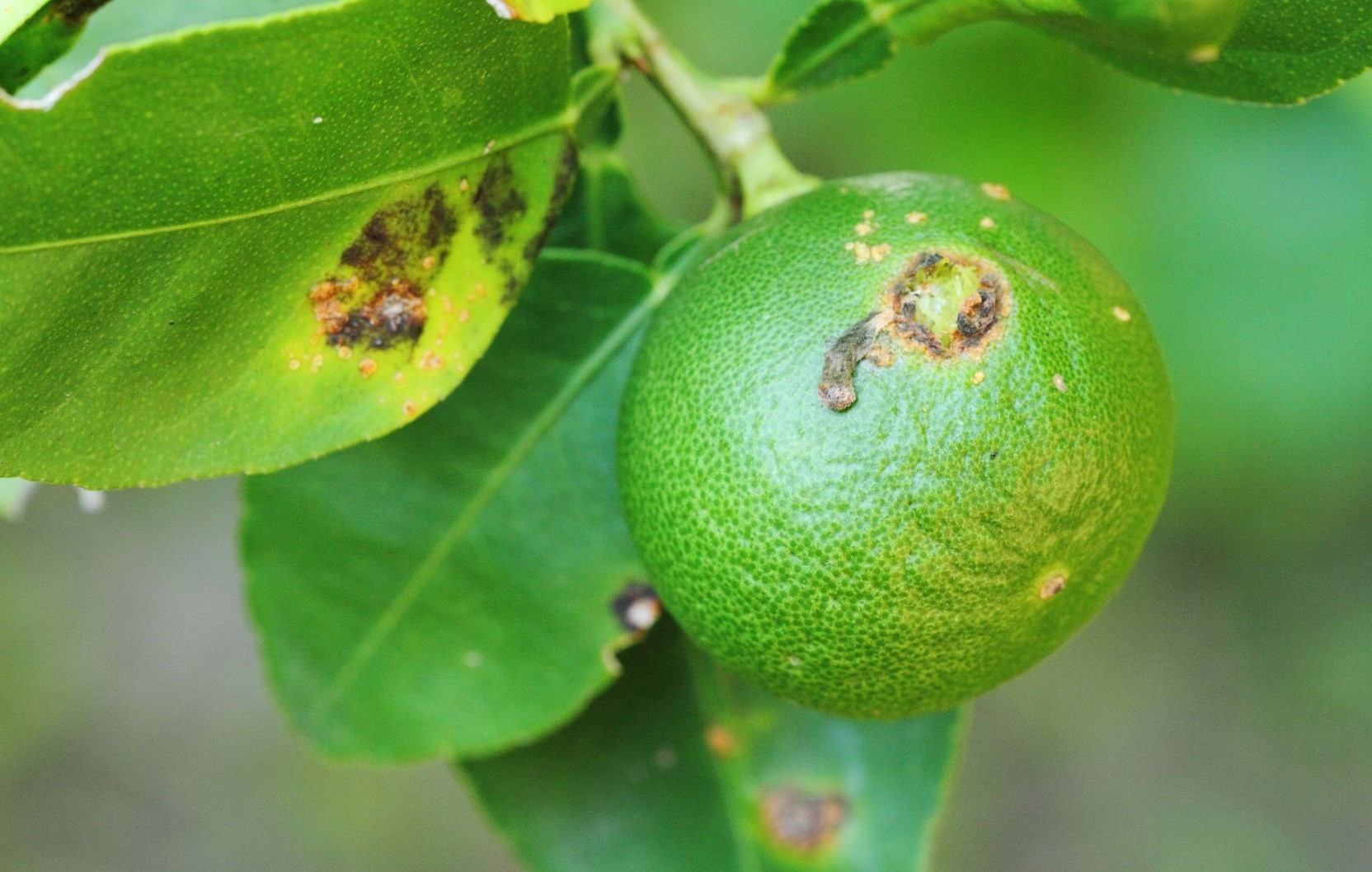 Bacterial Citrus Diseases Identification And Control Wikifarmer