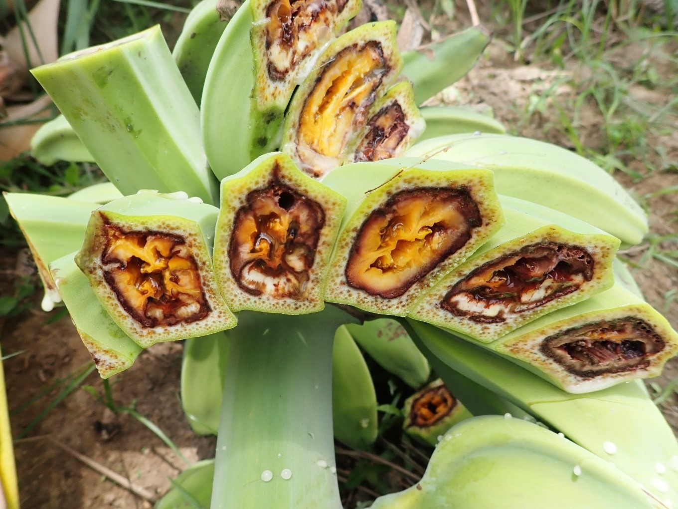 Banana Blood Disease Targeted By Australian And Indonesian Researchers Queensland Alliance For Agriculture And Food Innovation University Of Queensland