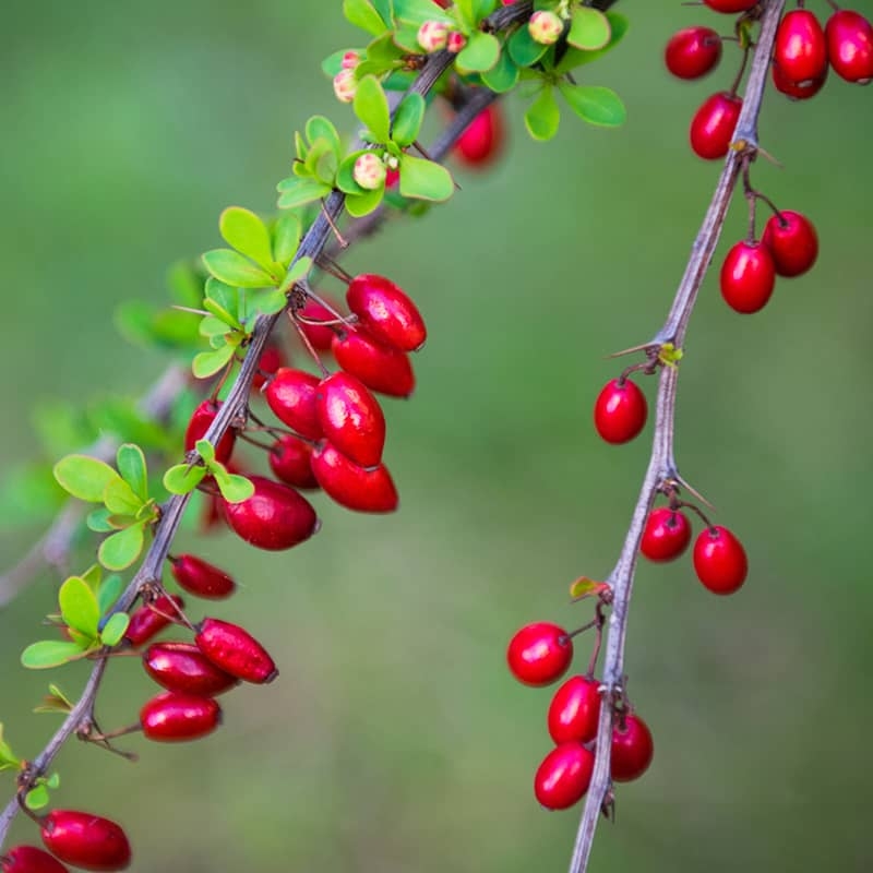 Barberry Benefits Uses Dosage And Side Effects Dr Axe