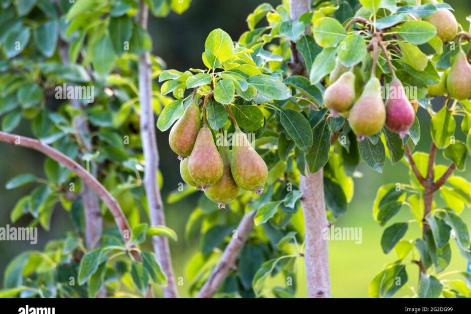 Bear Fruit Hi res Stock Photography And Images Alamy