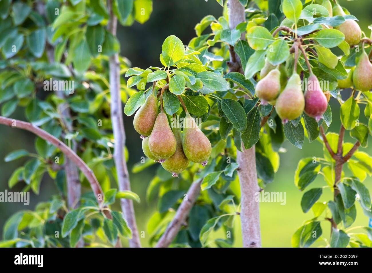 Bear Fruit Hi res Stock Photography And Images Alamy