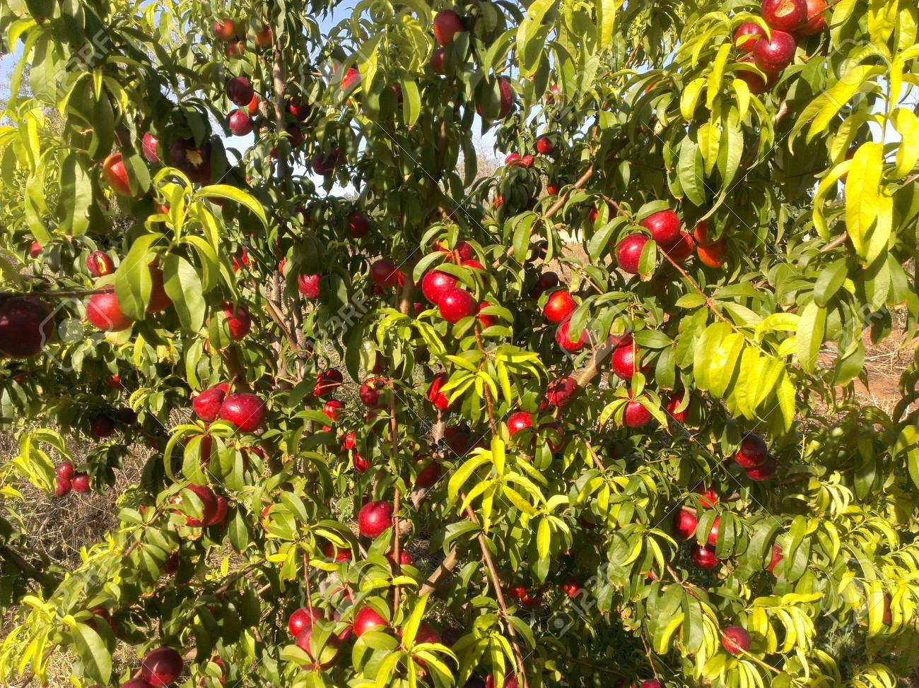 Beautiful Fruit Tree In The Nature Stock Photo Picture And Royalty Free Image Image 47548576 