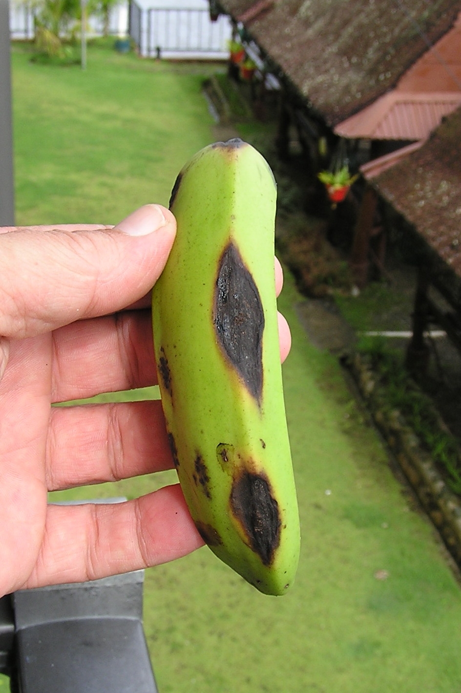 Berkas Anthracnose Of Banana 14966094214 jpg Wikipedia Bahasa Indonesia Ensiklopedia Bebas