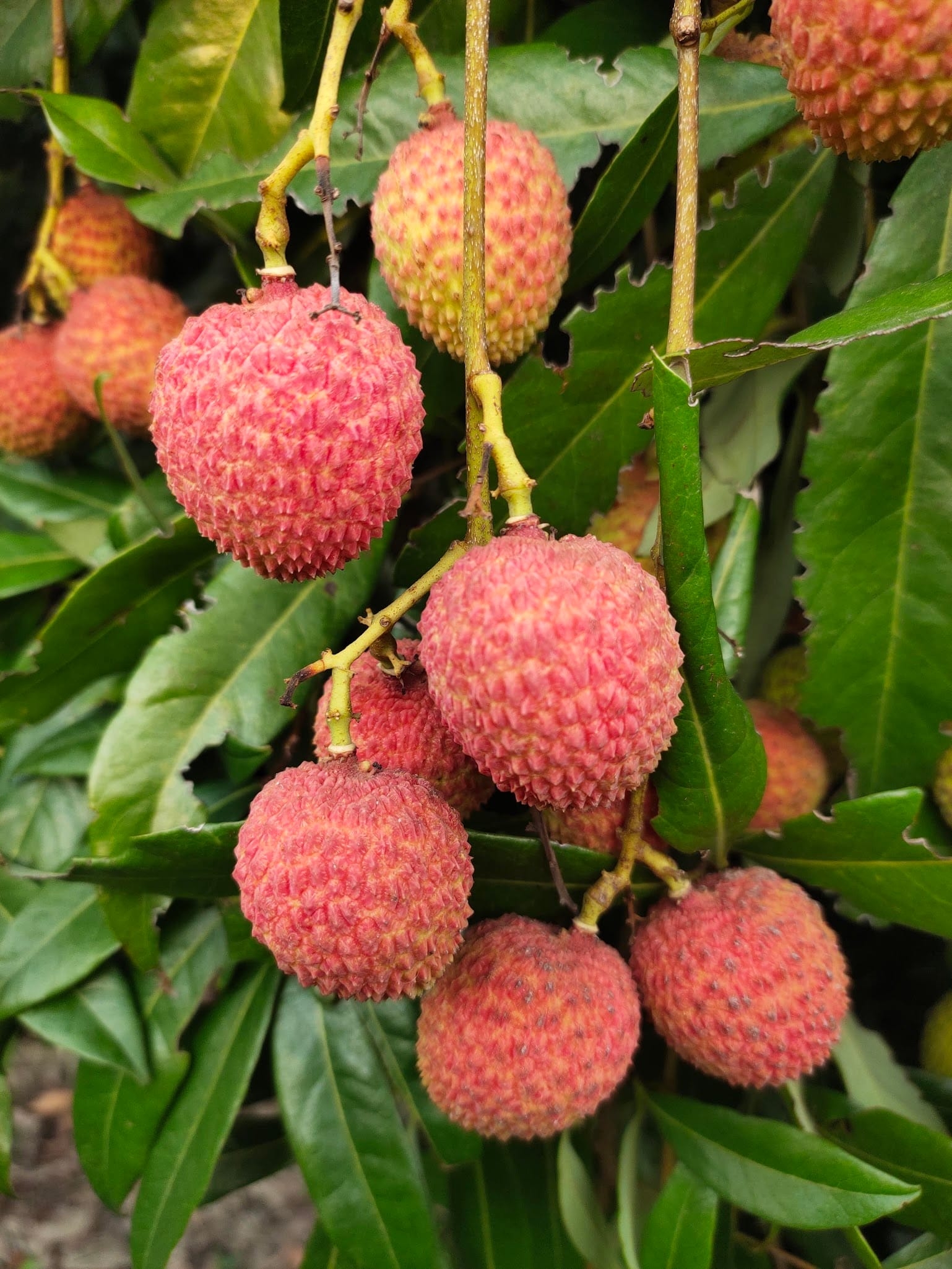 florida fruit trees pictures