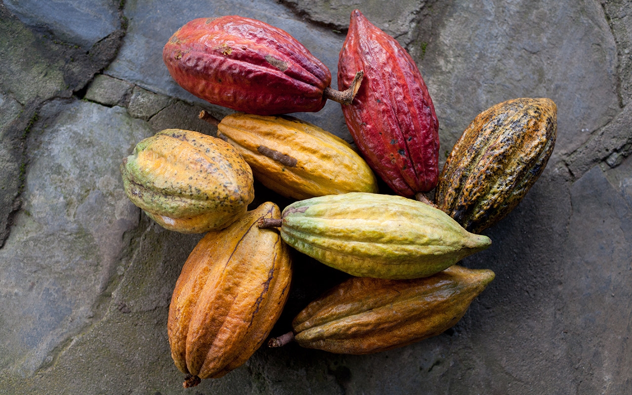 Bitter Fruit Food4Transformation