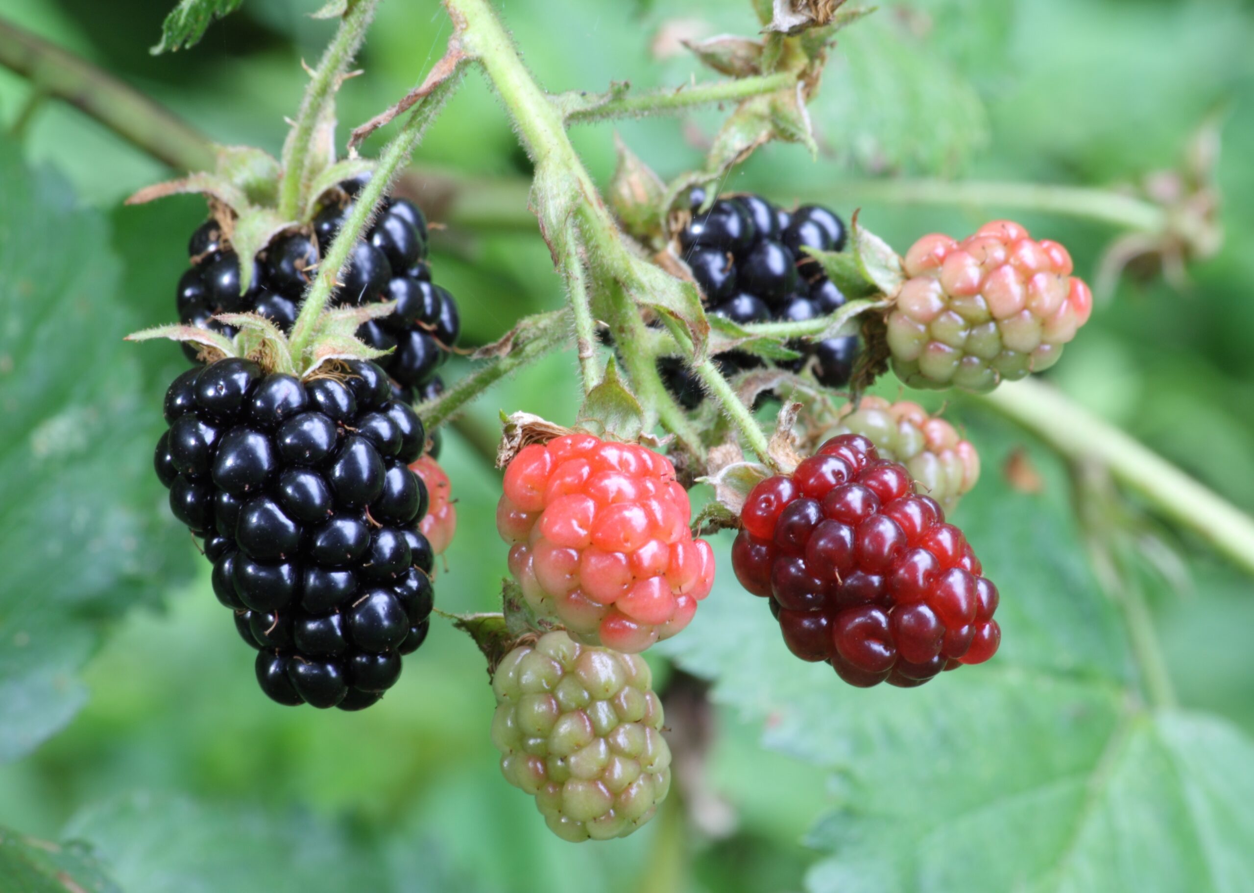 Blackberry Wikipedia