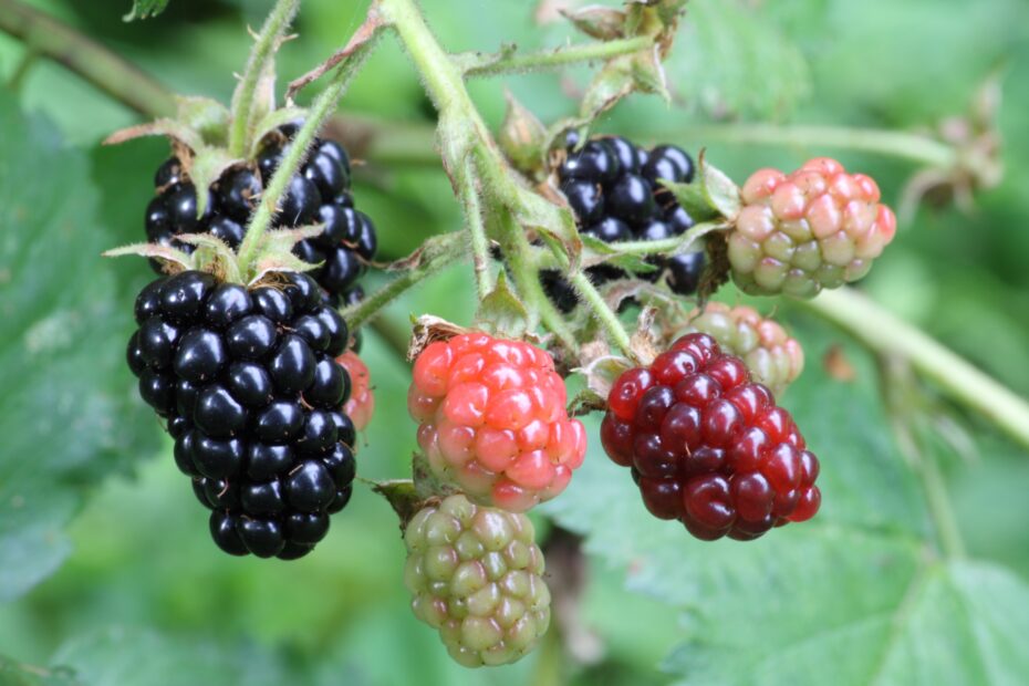 Blackberry Wikipedia