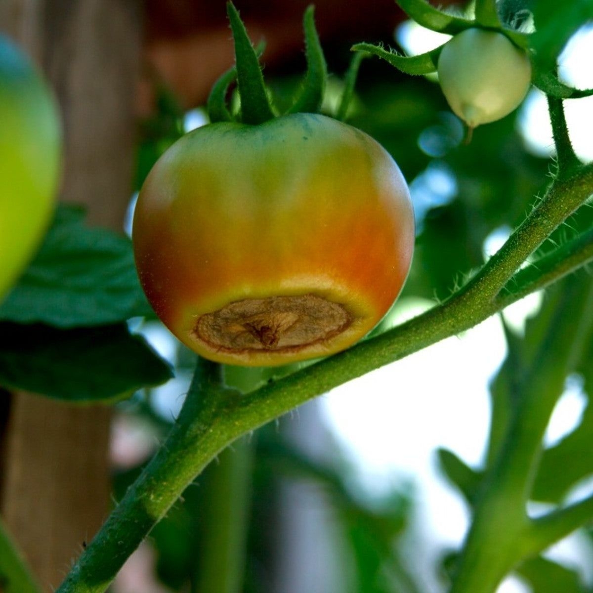Blossom End Rot In Tomatoes What It Is And How To Stop It 
