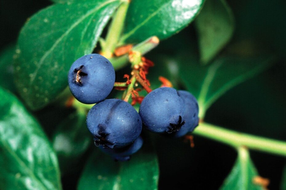 Blueberry Description Types Nutrition Cultivation U0026 Facts