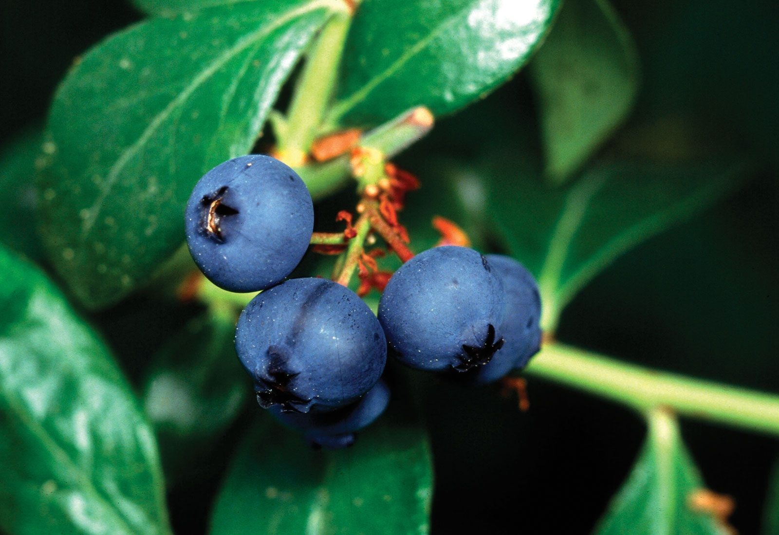 Blueberry Description Types Nutrition Cultivation U0026 Facts 