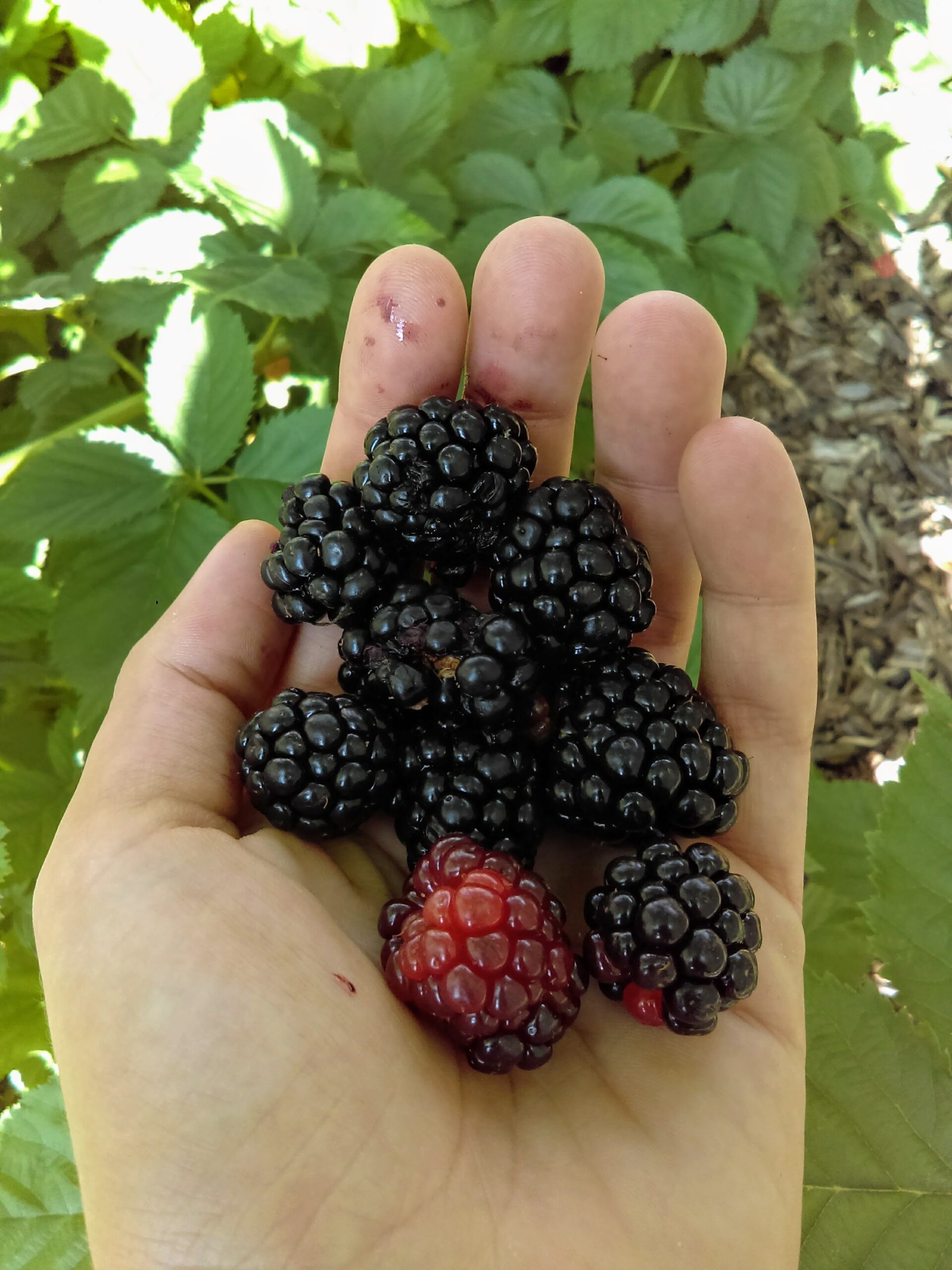 Bramble On It s Blackberry Time Philadelphia Orchard Project