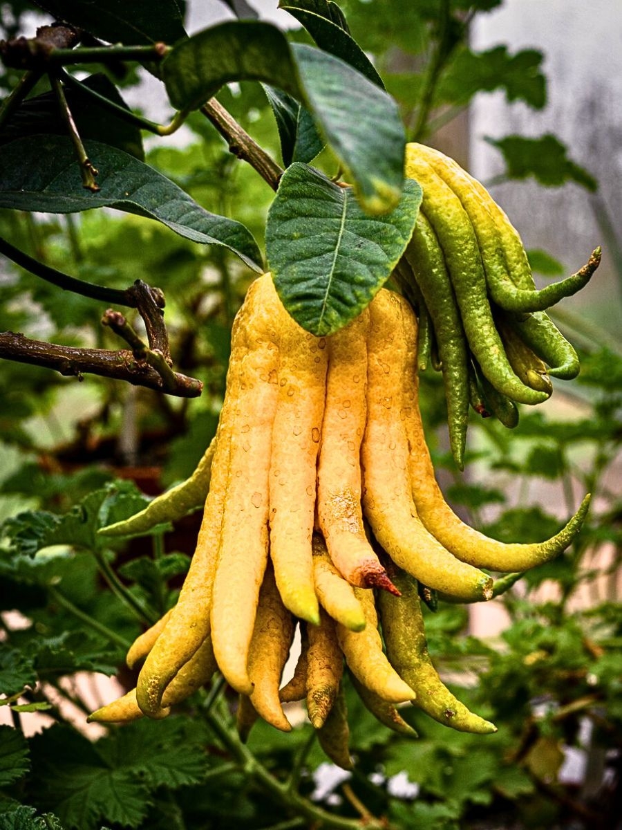 Buddha s Hand Is A Citrus Marvel Steeped In Symbolism And Flavor