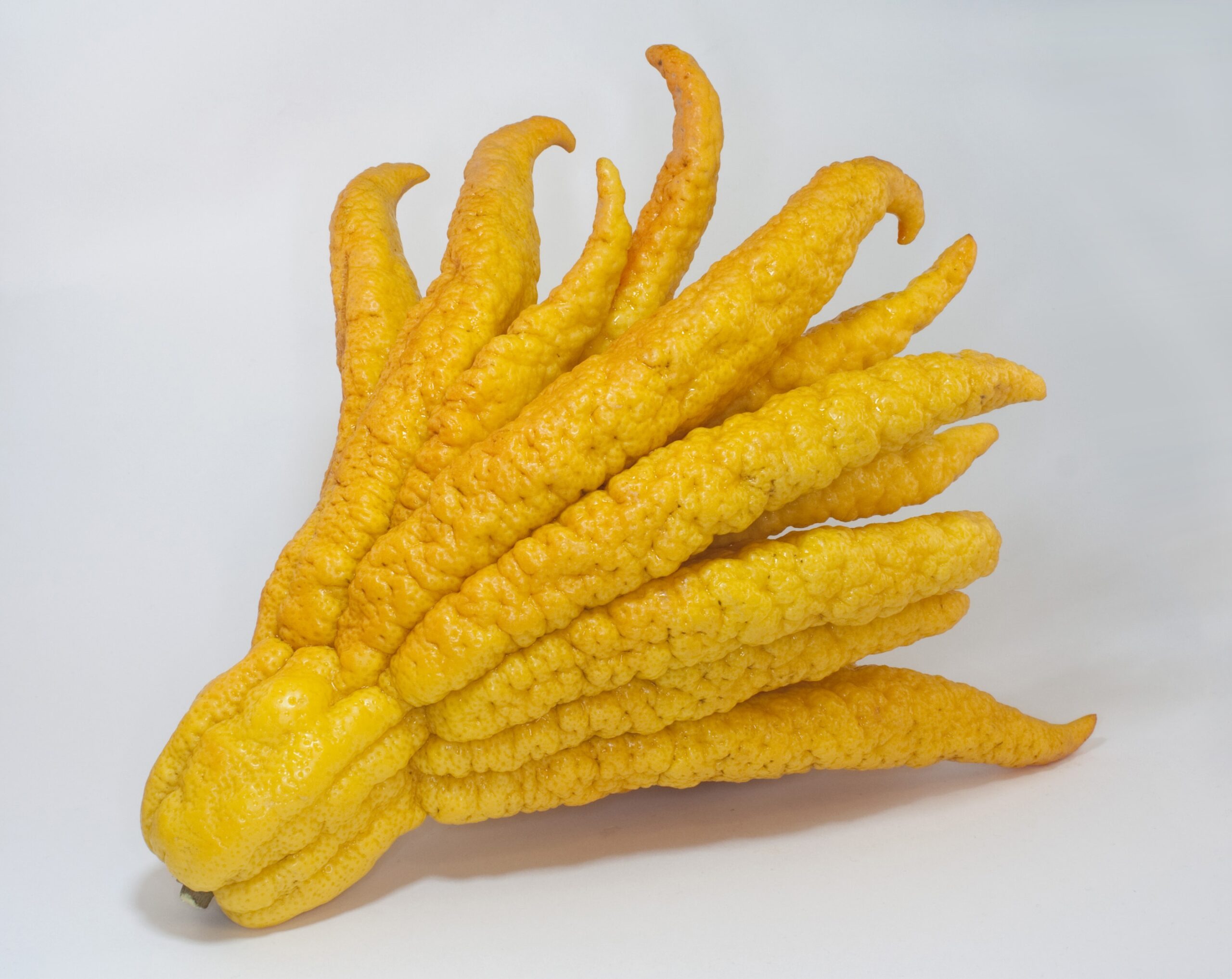 Buddha s Hand Wikipedia