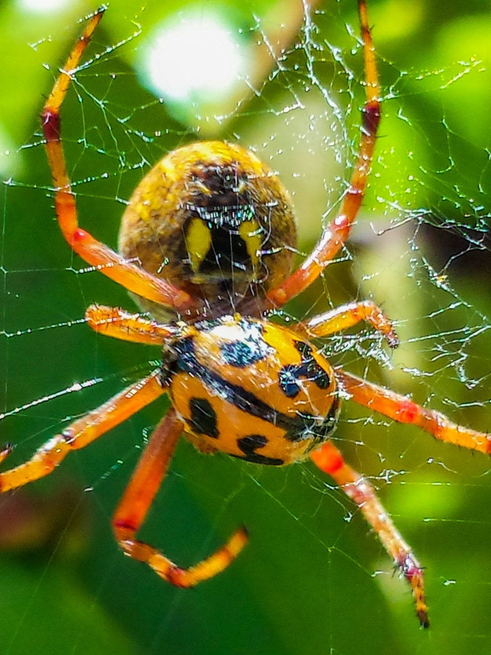 fruit spider pictures